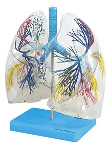 Pulmão Transparente