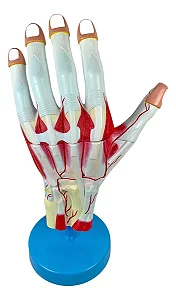 Mão Muscular Ampliada, em 3 Partes