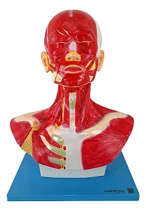 Cabeça e Pescoço Muscular
