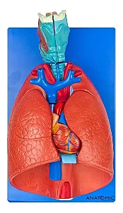 Sistema Respiratório e Cardiovascular, em 7 Partes