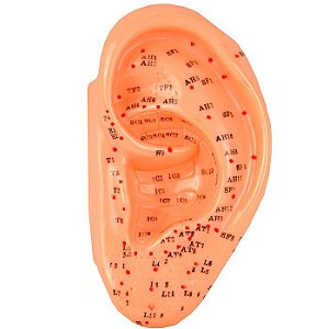 Modelo de Acupuntura da Orelha de 13 cm