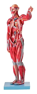 Manequim Muscular de 78 cm, Assexuado, com Órgãos Internos, em 27 Partes