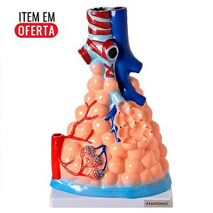 Alvéolos Pulmonares Ampliado