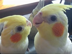 Filhote de calopsita mansa com sexagem