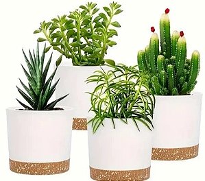 Vaso Autoirrigação