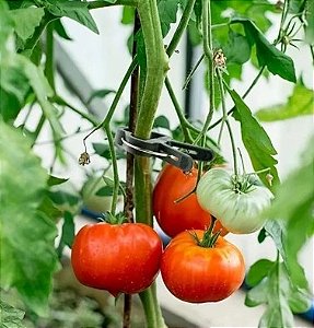 Clipes de Suporte de Plantas