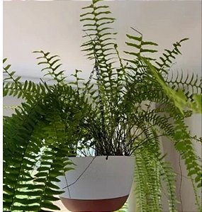 Vaso Suspenso Grande Capacidade com Drenagem