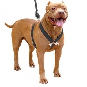 Peitoral Nylon Pitbull-Gisele