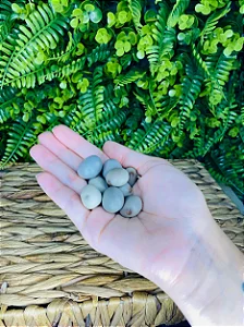 Fava de Oxóssi - Unidade