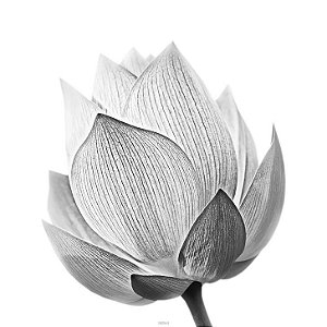 Quadro Decorativo Flor Preto e Branco 20x25cm - FLOC20250084