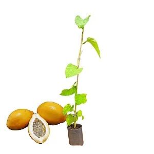 Muda de Maracujá Doce – Gigante e Doce
