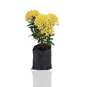 Ixora Mini Amarela