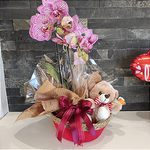 Orquídea com 2 Hastes + Ursinho – Presente Especial com Embalagem Decorada