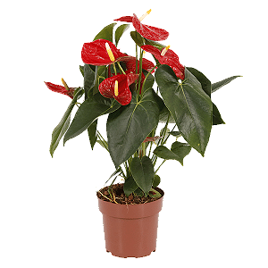 Antúrio Vermelho no Pote 17 – Planta com Flores para Interior