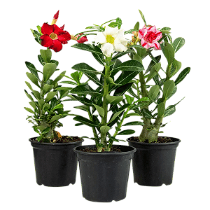 Kit com 3 mudas de Rosa do Deserto Sortida – Pote 15