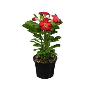 Rosa do Deserto Sortida – Muda no Pote 15