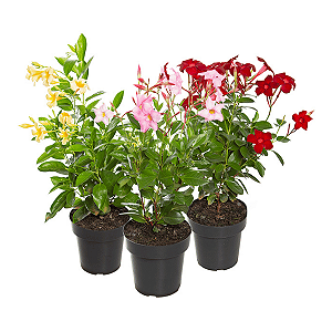 Kit com 5 mudas Dipladenia Trepadeira - Pendente
