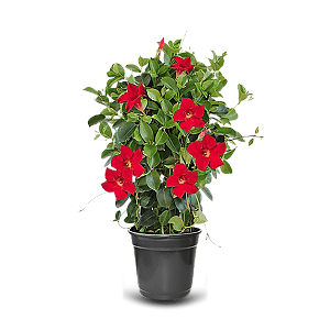 Mandevilla - Dipladenia - Trepadeira Ou Pendente