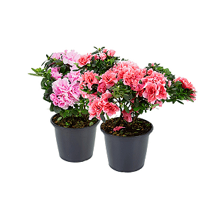 Azaleia - Flores Vibrantes - Pote 14