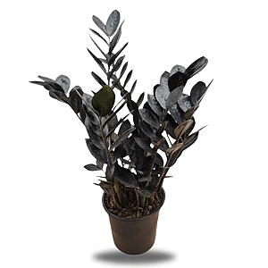 Zamioculca Black Pote 17