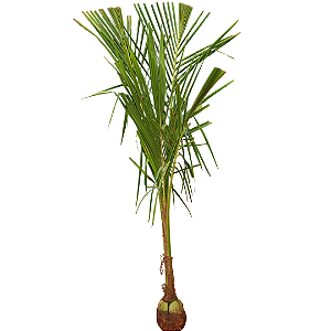Coqueiro Anão – 1,8 m de altura – Na Castanha