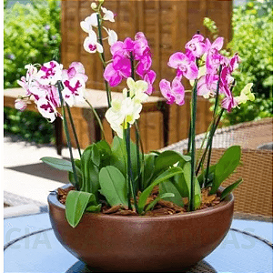 Bacia Safira 50 cm 24L Polietileno