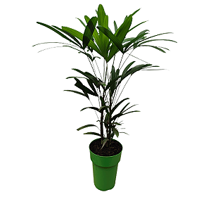 Palmeira Raphis Pote 17 – Elegância Verde para Ambientes Internos