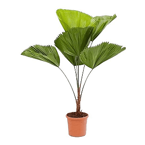 Palmeira Licuala Pote 17 – Folhagem Tropical Exuberante