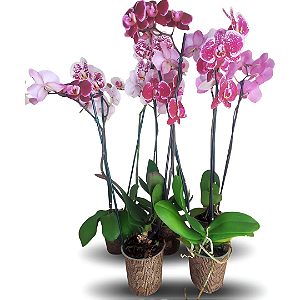 Orquídea Phalaenopsis Cascata 2 Hastes – Flores Elegantes e Duráveis