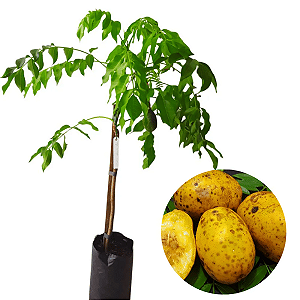 Muda de Cajamanga Anão – Frutífera Compacta e Produtiva