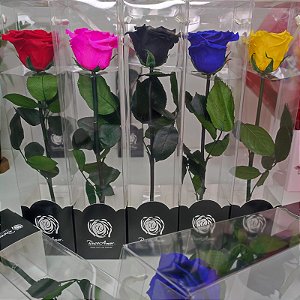 Rosa Eterna - A Bela e a Fera -Presente Perfeito