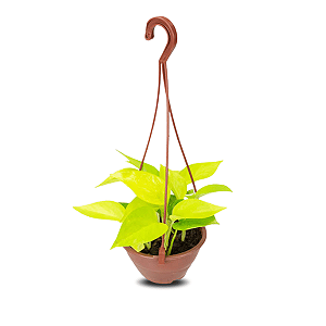 Jiboia Neon Natural na Cuia 13 – Planta Pendente de Sombra