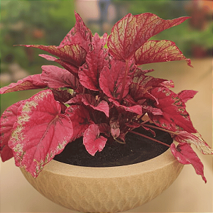 VASO DECORADO COM BEGONIA REX – MONTADO
