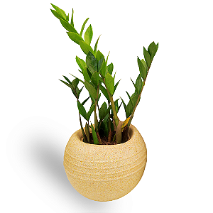 Cachepot Terrano Búzios + Zamioculca