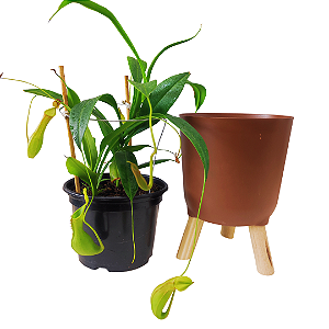 Nepenthes Graciflora Planta Carnívora Pote 15 + Cachepot Decorativo