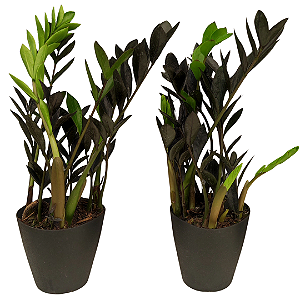 Kit 2 Mini Zamioculca Black Pote 11 Plantas Naturais Raras