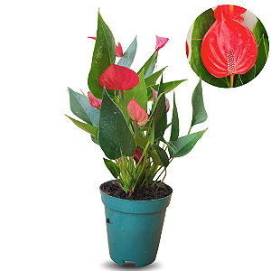 Anturio Mini (Anthurium Mini Milion) Pote 09