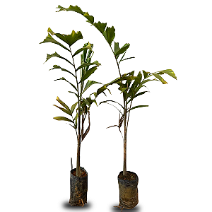 Mudas de Palmeira Rabo de Raposa – 60 a 80 cm