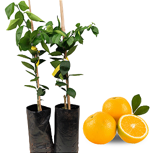 Laranja Lima Enxertada