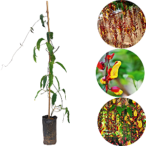 Muda de Trepadeira Sapatinho de Judia | 80 a 100 cm