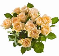 Buquê de 12 Rosas Champanhe