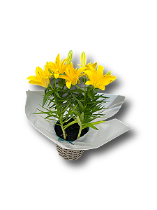 Vaso de Lírio Plantado Leveza