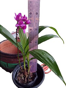 Orquídea grapete (cheiro de uva) Spathoglottis unguiculata