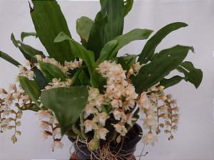 Pholidota Chinensis