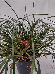 Maxillaria tenuifolia (cheiro côco)