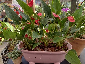 Mini Antúrio Vermelho - Planta Decorativa de Baixa Manutenção