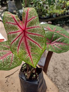 Bulbo Caladium Vermelho Tinhorao - Beleza e Exuberância