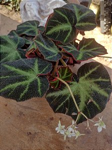 Begonia soli-mutata - A Planta Tropical de Folhagem Única