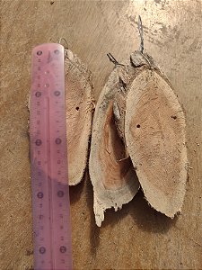 bolacha sansão campo para plantio orquideas, kit com 5 unidades.