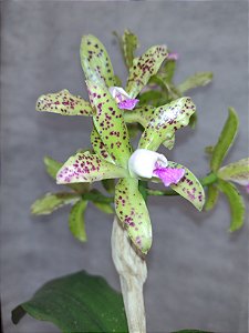 cattleya gutata verde